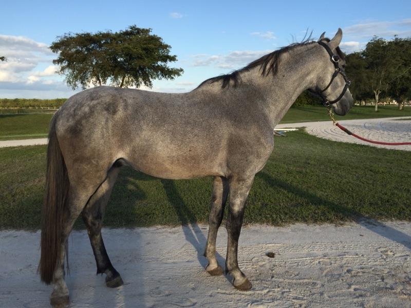 Stallion Saphario at high standard sport horse in wisconsin